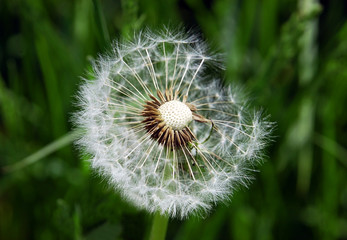 Close-up of dandelion seed on green background