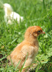Brown and yellow baby chickens on grass