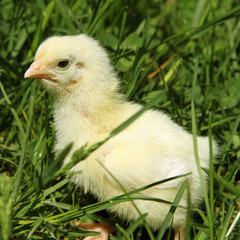 Yellow baby chicken on grass
