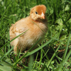 Brown baby chicken on grass