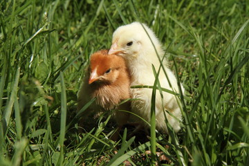 Brown and yellow baby chickens on grass
