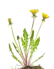 Dandelion plant isolated on white background