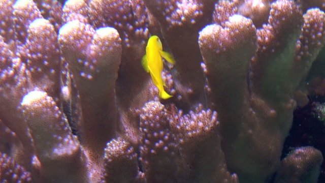 Picot corail (Siganus corallinus)