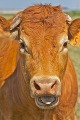 A red cow with open mouth appears to be speaking