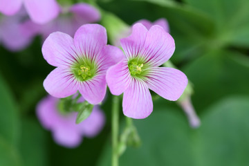 clover flowers bloom