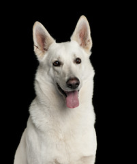 Close-up of White Swiss Shepherd dog