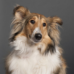 Close-up of Collie in front of grey background