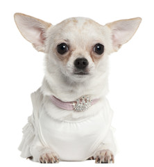 Chihuahua wearing tiara collar, 10 months old