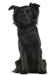 Schipperke, 3 years old, sitting in front of white background