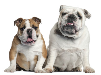 Two English Bulldogs sitting in front of white background