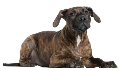 American Staffordshire Terrier puppy, 4 months old