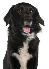Close-up of Border Collie, 4 years old, in front of white backgr