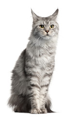Maine Coon, 2 years old, sitting in front of white background