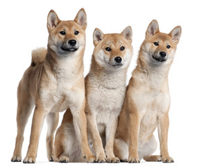 Three Shiba Inu puppies, 6 months old