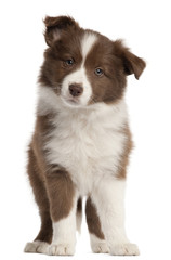 Border Collie puppy, 8 weeks old, standing in front of white bac