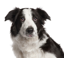 Close-up of Border Collie, 7 months old