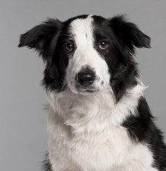 Close-up of Border Collie, 7 months old