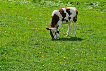 Naklejka na ściany i meble Young cow in the meadow