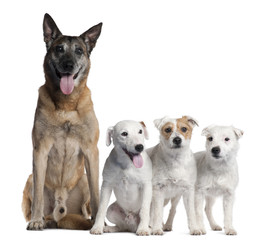 German Shepherd, 11 years old, and Parson Russell Terriers