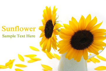 Sunflower on white background