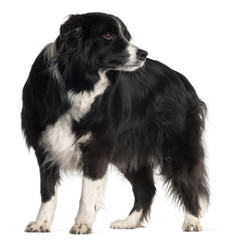 Border Collie, 9 years old, standing