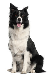 Border Collie, 4 years old, sitting