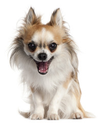 Chihuahua, 18 months old, yawning in front of white background