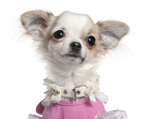 Close-up of Chihuahua puppy in pink dress, 6 months old, in fron