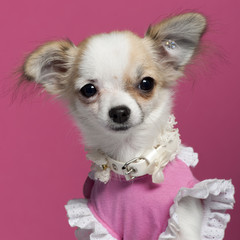 Close-up of Chihuahua puppy in pink dress, 6 months old
