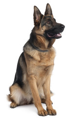 German Shepherd dog, 10 months old