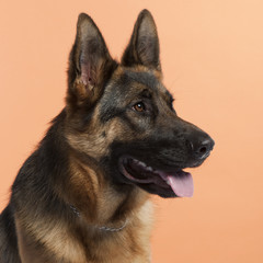 Close-up of German Shepherd dog, 10 months old