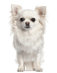 Obraz premium Chihuahua, 2 years old, sitting in front of white background