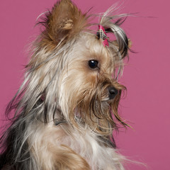 Close-up of Yorkshire Terrier, 9 months old