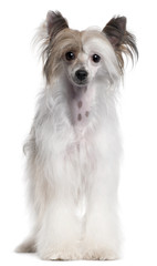 Chinese Crested Dog, 2 years old, standing