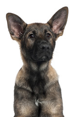 Close-up of German Shepherd puppy, 3 months old