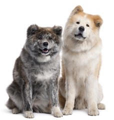 Akita Inu, 7 years old and 4 years old, sitting