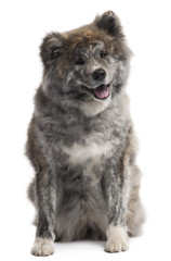Akita Inu, 7 years old, sitting in front of white background