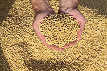 Soybean harvest, peasant hands with soy