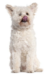Mixed-breed dog licking nose, 10 years old
