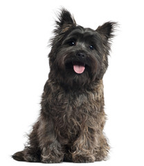 Cairn Terrier, 8 months old