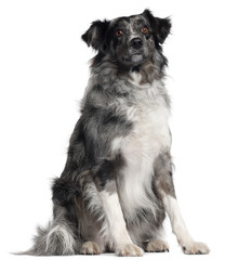 Border Collie, 2 years old, sitting