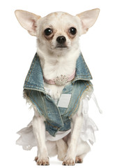 Chihuahua dressed in denim, 10 months old, sitting