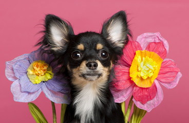Fototapeta na wymiar Close-up of Chihuahua puppy with flowers, 6 months old