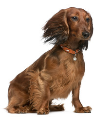 Dachshund with hair in the wind, 2 years old