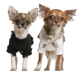 Chihuahua puppies, dressed up, 3 months old and 10 months old