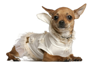 Chihuahua wearing dress, 1 year old, lying