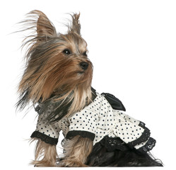 Yorkshire Terrier wearing black and white polka dot dress