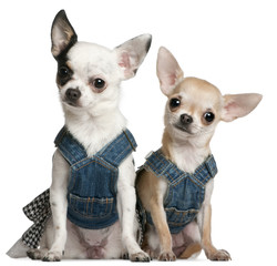 Chihuahuas wearing denim, 1 year old and 11 months old, sitting