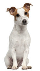 Jack Russell Terrier, 10 months old, sitting