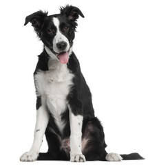 Border Collie puppy, 5 months old, sitting in front of white bac